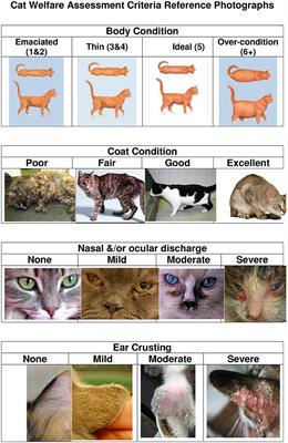 A Preliminary Description of Companion Cat, Managed Stray Cat, and Unmanaged Stray Cat Welfare in Auckland, New Zealand Using a 5-Component Assessment Scale